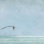 Flying seagull beach photo ..