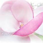 Flower Photo pink magnolia ..