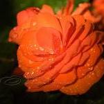 Flower Photo, Begonia photo..