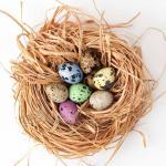 Easter photo Eggs nest home..