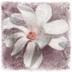 White magnolia flower photo..