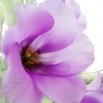 Flower Photo, Macro Photo,..