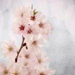 White blossoms spring photo..