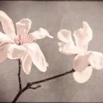 Flower Photo White Magnoli..
