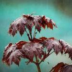 Rain photo spring raindrops..