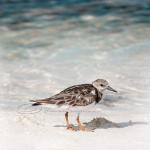 Beach photo lonely bird oce..