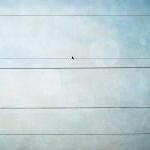 Bird on wire photo grunge t..