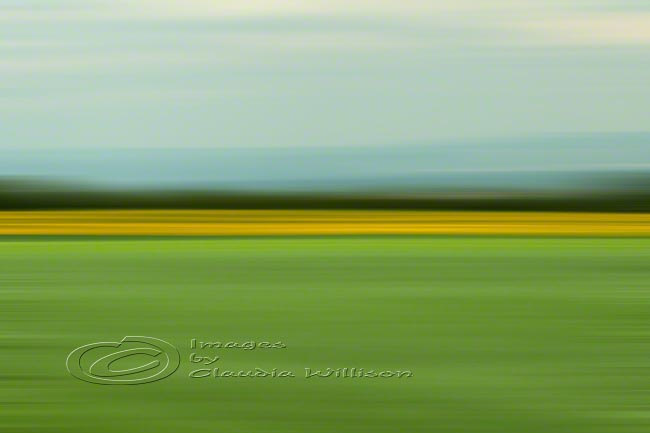 Abstract Photo, fields of green, spring photo, yellow, green, 12x18" print