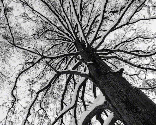 Tree Photo Black & White Abstract Fine Art Print Top 8x10" on Luulla