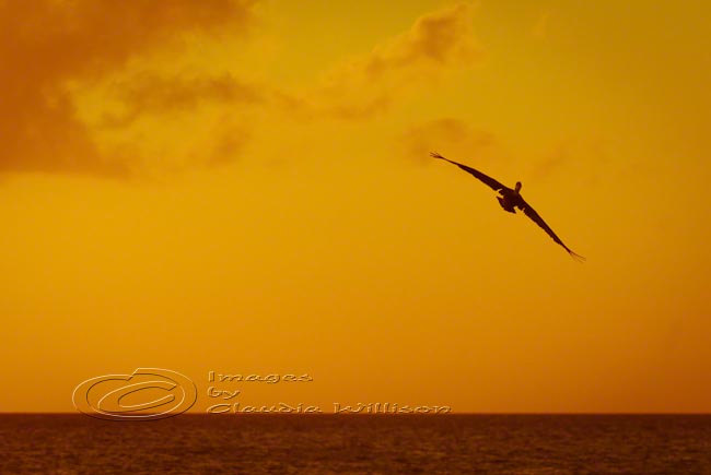 Sunset photo beach ocean dream flying orange 8x12" print