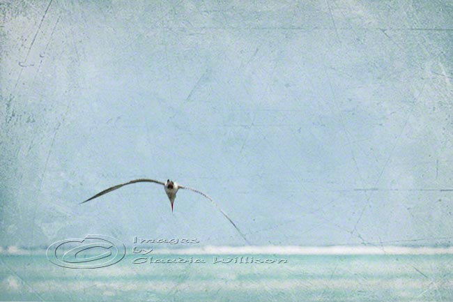 Flying seagull beach photo ocean grunge look teal print 8x12"