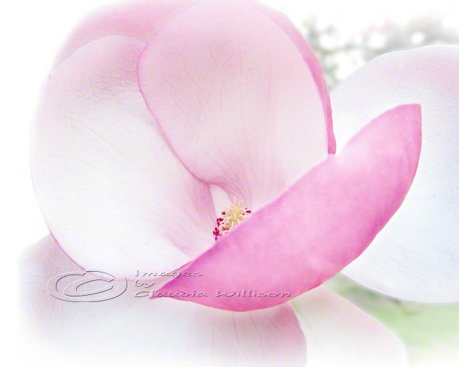 Flower Photo pink magnolia close up blossom pink light 8x10" print