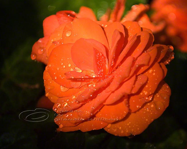Flower Photo, Begonia photo, raindrops photo, orange 8x10" print
