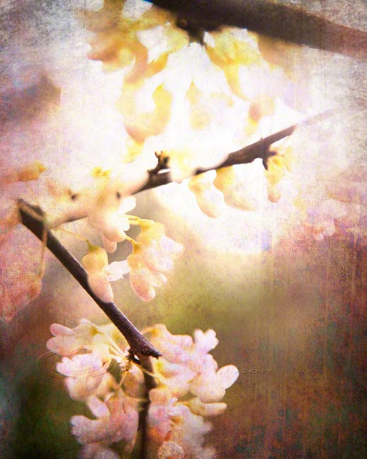 Blossoms Spring photo home decor pink dream 8x10" print