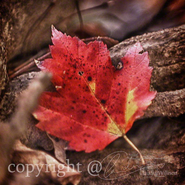 Season Photo, fall photo, red leaf, warm colors, 10x10" print