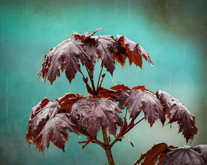 Rain photo spring raindrops maple home decor teal 8x10" print