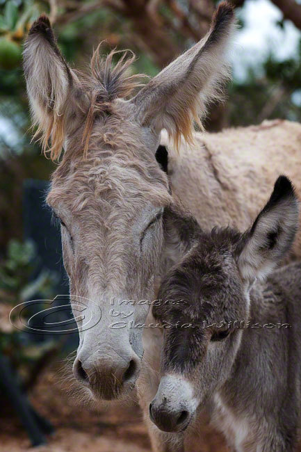 Animal photo donkey family baby close up 8x12" print
