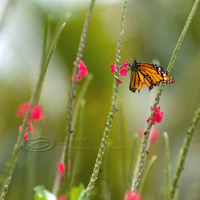 Butterfly photo, nursery art, flower photo, green, pink, orange, 8x8" print