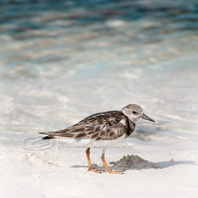 Beach photo lonely bird ocean cute close-up teal 10x10" print