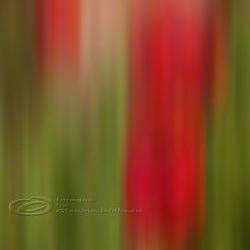 Abstract Photo poppy fine art red green print 12x18"