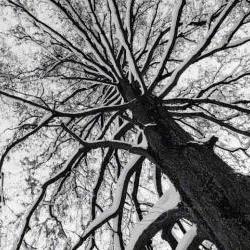 Tree Photo black & white abstract fine art print top 8x10"