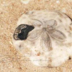 Beach Photo fossil sea star detail urchin close up sand 5x7" print