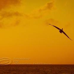 Sunset photo beach ocean dream flying orange 8x12" print