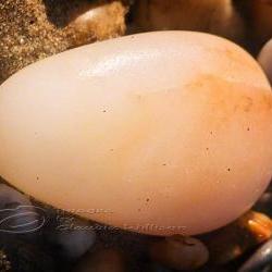 Beach photo Macro stone pebbles easter egg print 5x7"