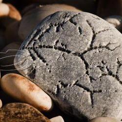 Macro photo, beach photo, stone photo, alien writing, 5x7" print