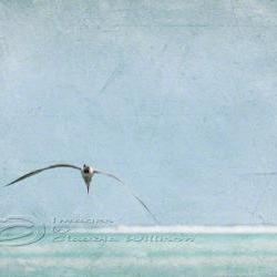 Flying seagull beach photo ocean grunge look teal print 8x12"