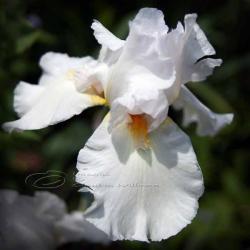 Flower Photo, iris photo, macro photo, white dream, 10x10"