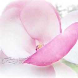 Flower Photo pink magnolia close up blossom pink light 8x10" print