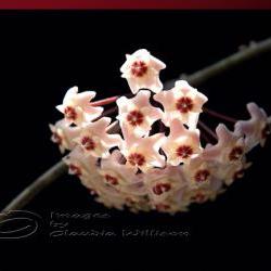 Art, Photography, Macro, bloom, high key, dream, air, soft, pink, magnolia, nature photography, wall decor, flower photo, magnolia photo, art photo, macro photo