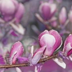 Flower photo, spring photo, spring time, Magnolia photo, purple 5x7"