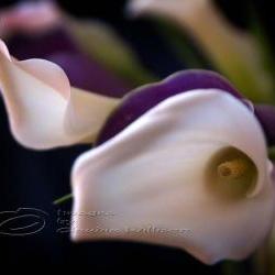 Calla Lily Photo, Flower Photo, purple, white, 5x7" print