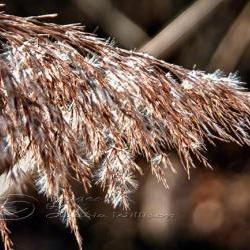 Flower Photo grass photo ice crystals warm colors 8x12" print