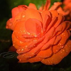 Flower Photo, Begonia photo, raindrops photo, orange 8x10" print