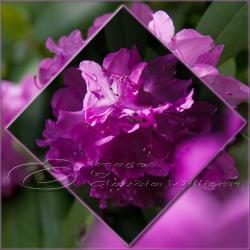 Flower Photo, spring time, purple photo, pink light shade contrast, 5x5" print