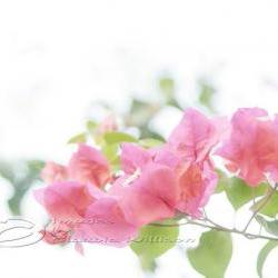 Flower Photo, bougainvillea pink white light dreaming, 5x7"