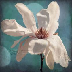 Flower photo home decor white magnolia spring fine art, 12x12" print