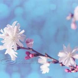 Spring photo home decor white blossom pink dream fine art 11x14" print