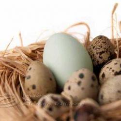 Eggs nest Easter photo home decor fine art still life 8x12" print