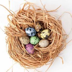 Easter photo Eggs nest home decor still life pink yellow blue green 10x10" print