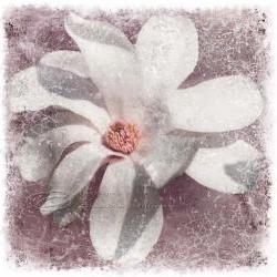 White magnolia flower photo home decor spring fine art, 10x10" print