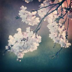 Cherry blossoms Spring photo home decor pink 8x8" print