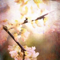 Blossoms Spring photo home decor pink dream 8x10" print