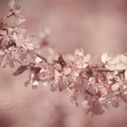 Spring photo cherry blossoms home decor pale pink 8x12" print
