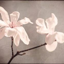 Flower photo white magnolia home decor big wall art 20x30" print
