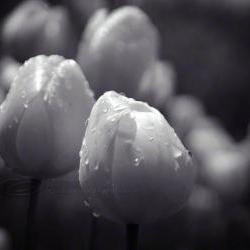 Tulip photo flower close up black & white raindrops 8x10" print
