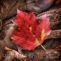 Season Photo, fall photo, red leaf, warm colors, 10x10" print
